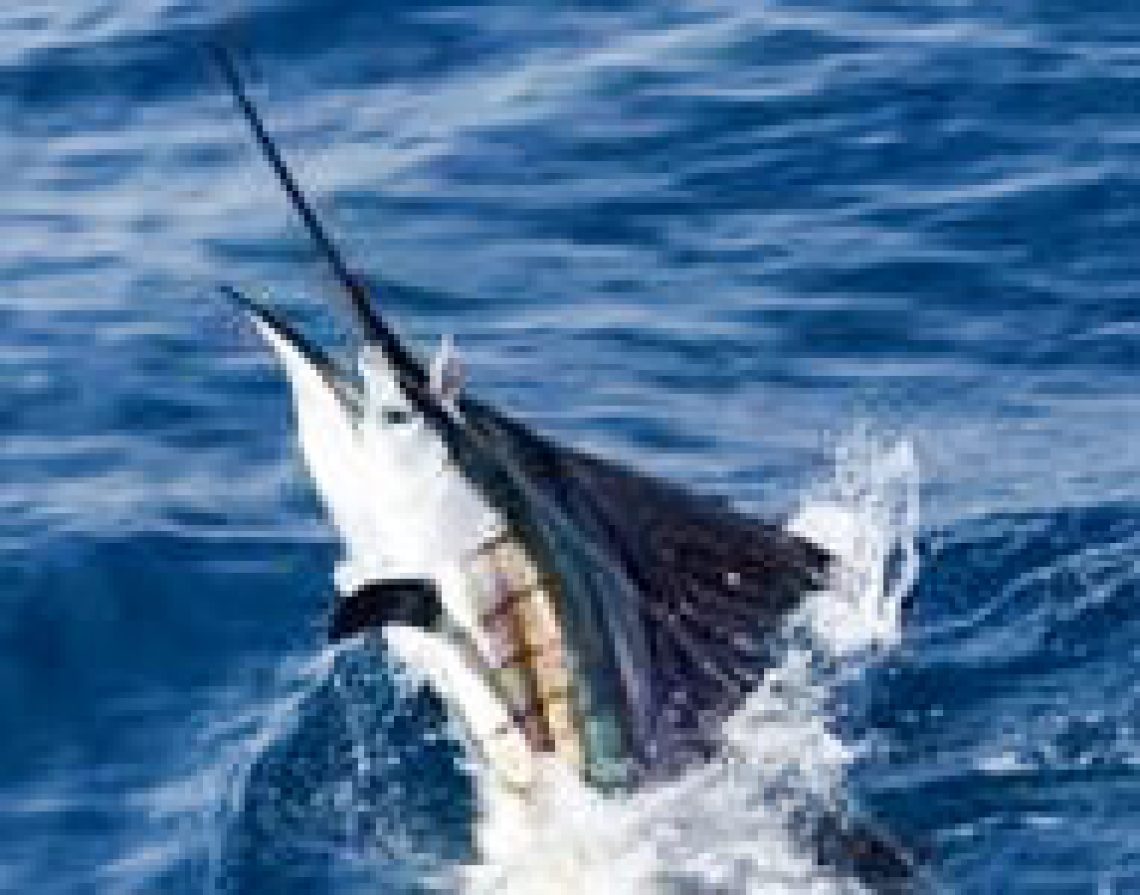fish2